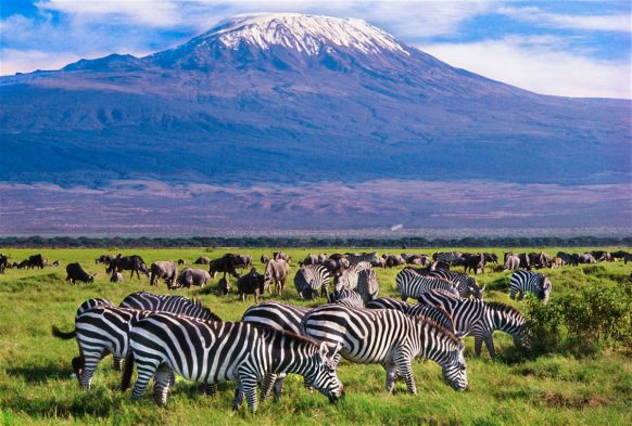zebras at amboseli national park with a view of mt kilimajaro