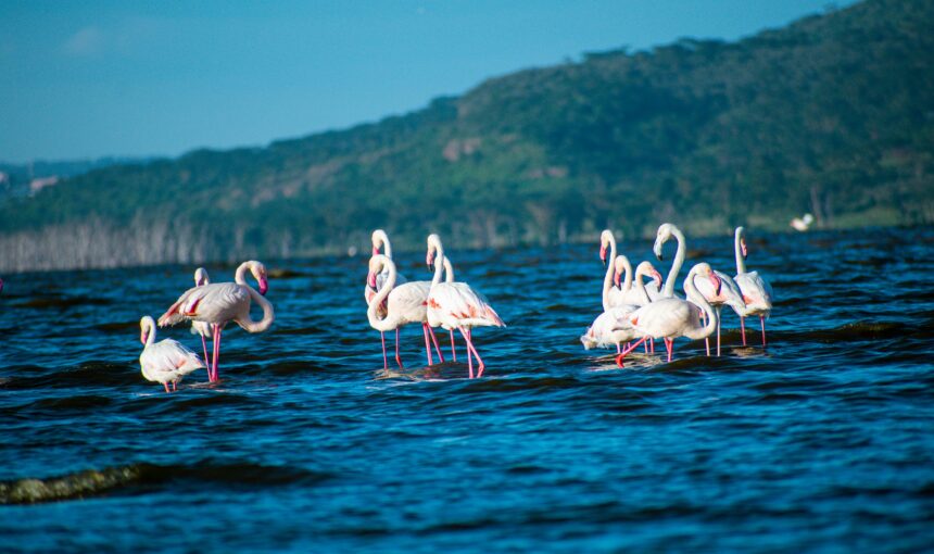 Lake Nakuru Safari: Complete Guide to Wildlife, Birding & Costs