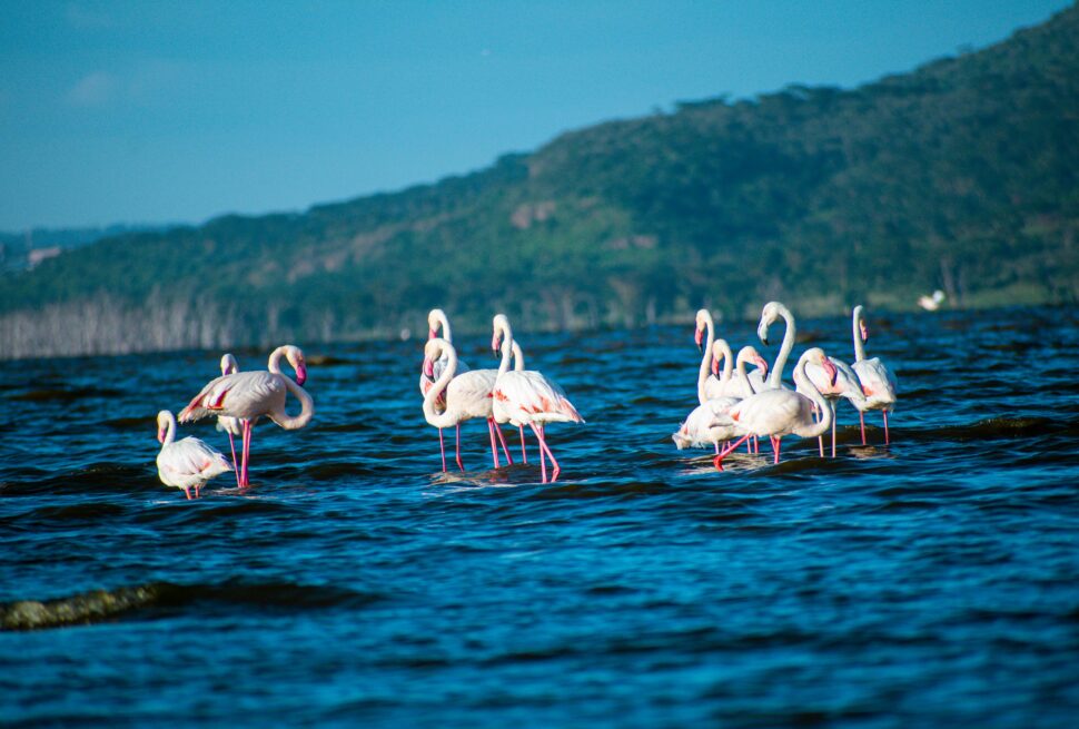 flamingos in lake nakuru national park