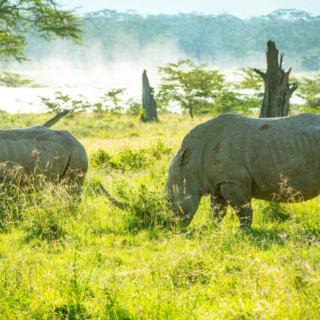 Lake Nakuru Safari: Complete Guide to Wildlife, Birding & Costs rhinos grazing in lake nakuru national park