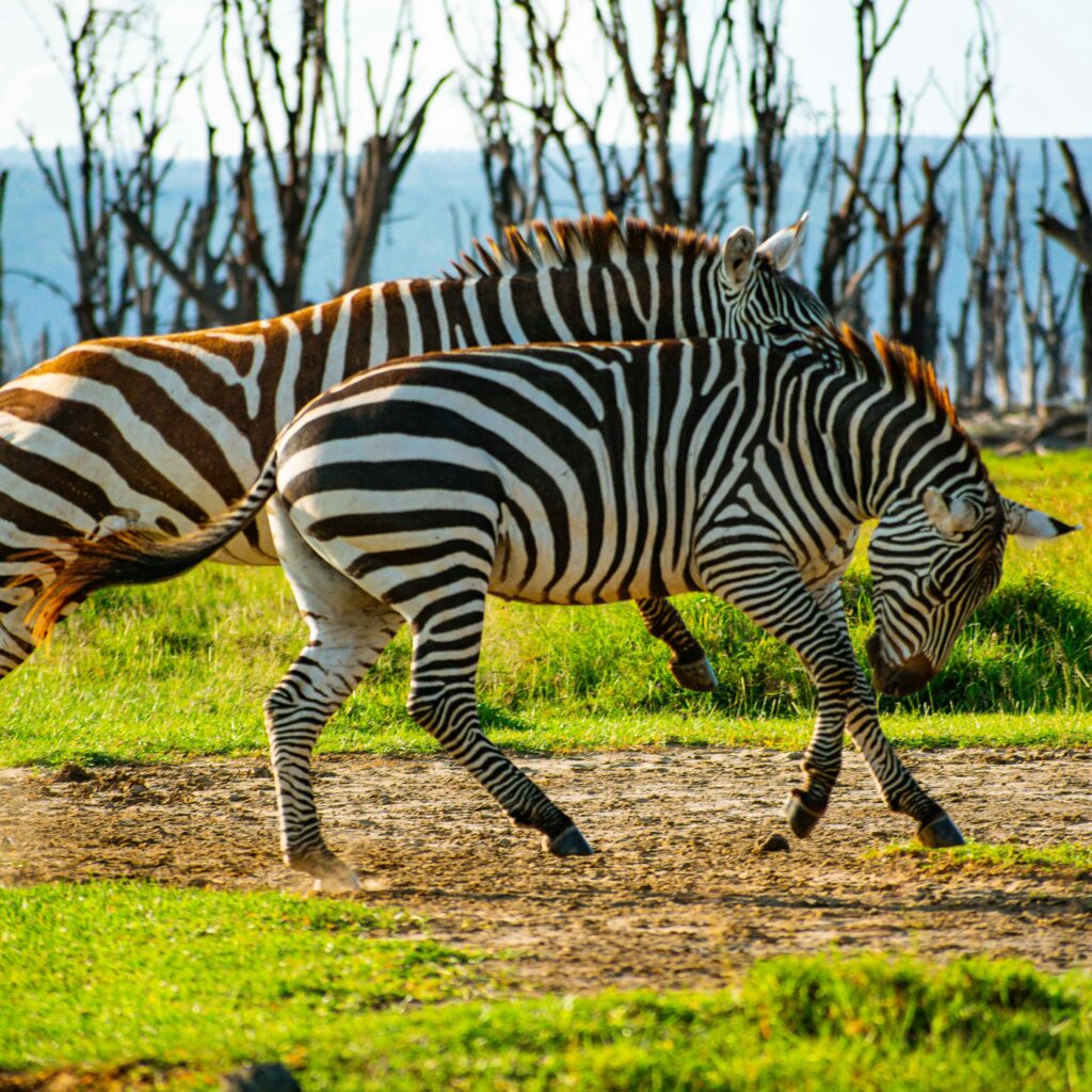 Lake Nakuru Safari: Complete Guide to Wildlife, Birding & Costs zebras in lake nakuru national park