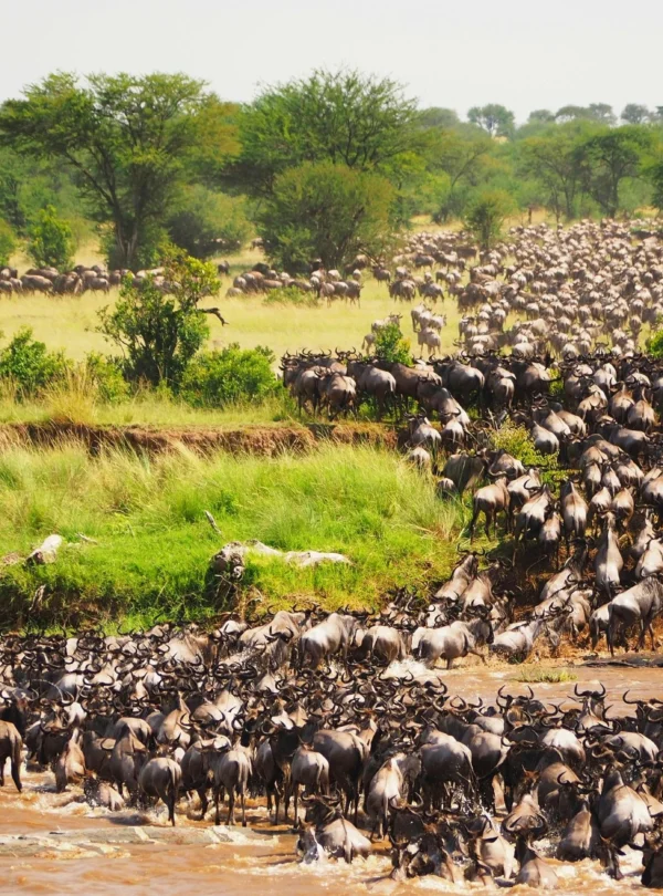 wild beast crossing maasai mara river