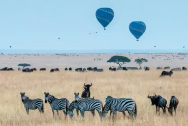 Home hot air balloons in maasai mara national park alongside wildlife view