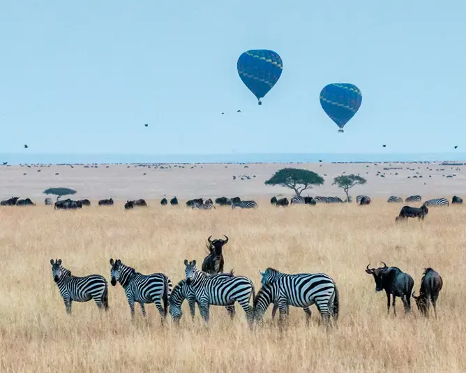 hot air balloons in maasai mara national park alongside wildlife view