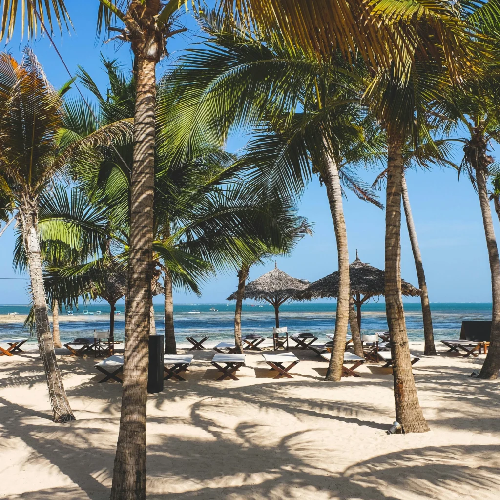 this a an image of a palm tree in malindi beach