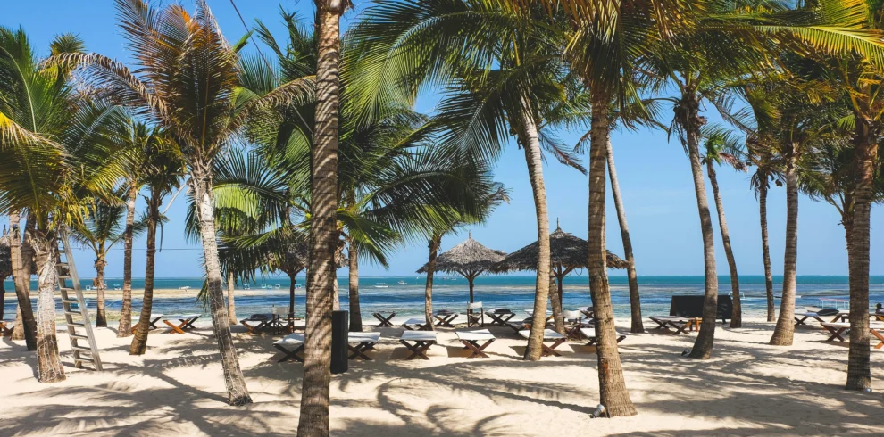 this a an image of a palm tree in malindi beach